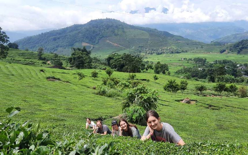 Tea plantation in Nghia Lo