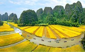 Ninh Binh, conocida como la bahía de Halong en tierra, es especialmente impresionante durante la temporada de arroz maduro