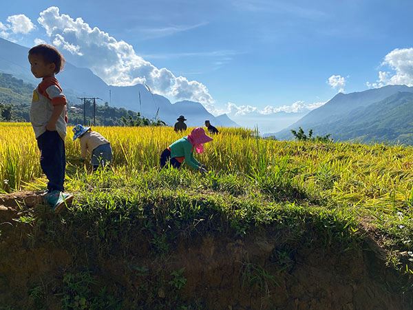Rice harvest in the North, Vietnam