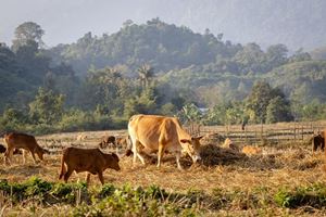 Peaceful countryside scenery in Laos