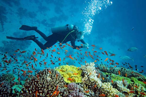 Diving Sihanoukville