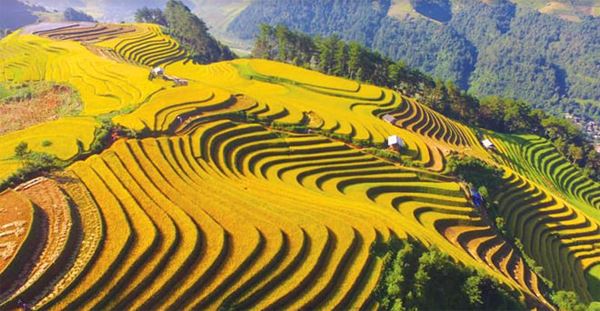 Golden terraced rice fields of Mu Cang Chai