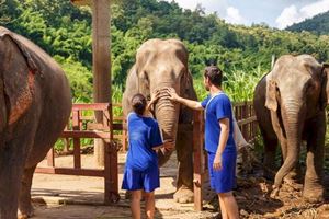 Visita el parque natural de elefantes en Chiang Mai