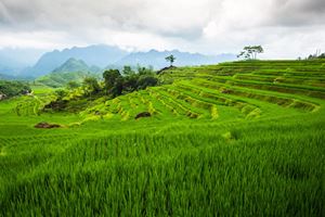 Terraza de arroz en Pu Luong