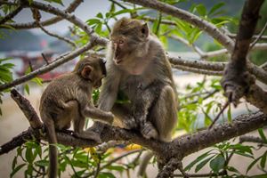 Visite de l'île des singes