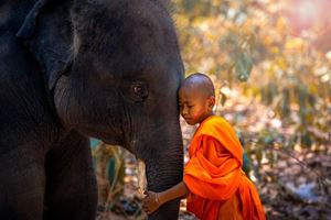 Los elefantes son animales familiares para los humanos en el sudeste asiático, especialmente en Tailandia y Laos.