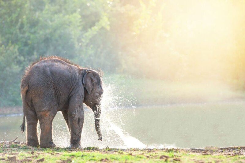 Chiang Mai in northern Thailand is home to cute elephants